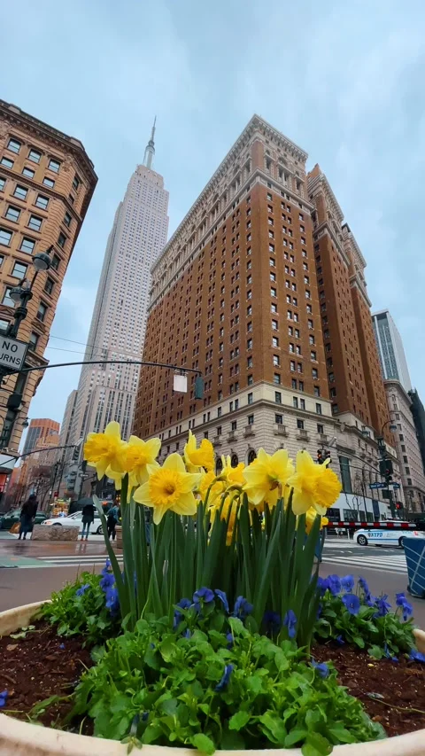 Yellow daffodils in planter with Empire State Building background Stock Footage 330069667