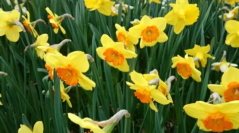 Yellow daffodils with red flower in middle, video Stock Footage 37116311