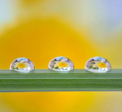 Yellow daffodils reflexion in drops Stock Photos