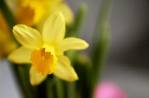 Yellow daffodils seen up close. Stockfoto's