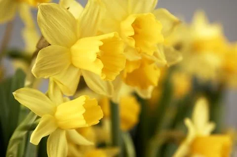 Yellow daffodils seen up close. Stock-Fotos