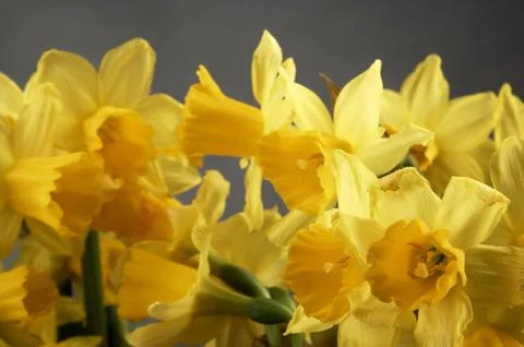 Yellow daffodils seen up close. Stockfoto's