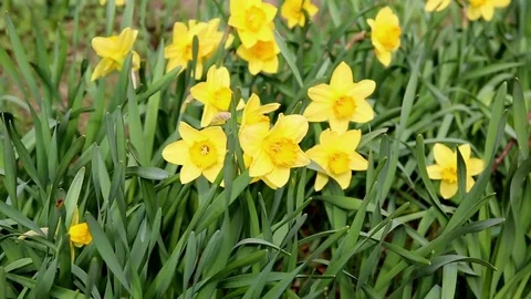 Yellow daffodils in a spring field Stock Footage 75154835