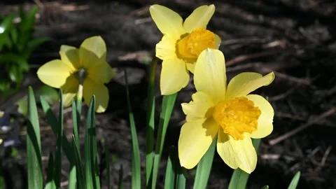 Yellow Daffodils Spring Garden Bloom. Stock Footage 306335477
