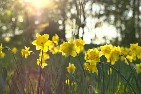 Yellow daffodils in a spring meadow, Easter bells in the warm sunlight Foto stock