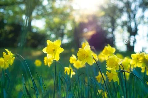 Yellow daffodils in a spring meadow, Easter bells in the warm sunlight Foto stock