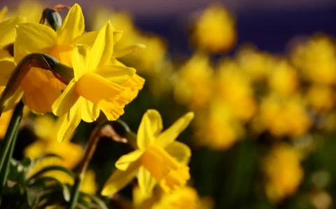 Yellow daffodils in spring Stock Photos