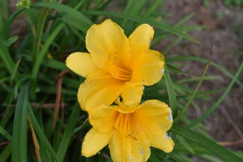 Yellow daffodils in spring Stock Photos