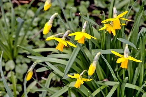 Yellow daffodils in spring Stock Photos