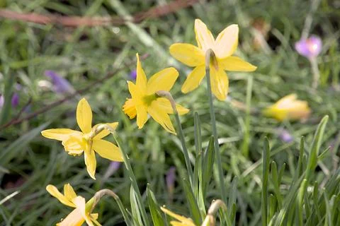 Yellow daffodils in spring Stock Photos