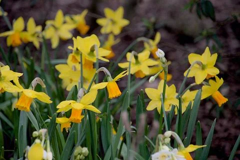 Yellow daffodils in spring Stock Photos