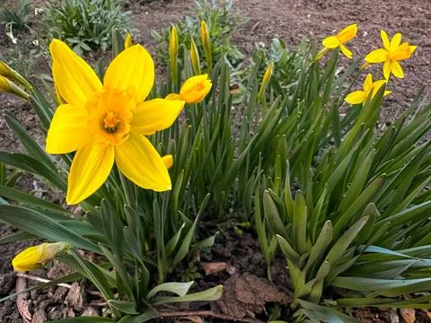 Yellow daffodils in spring Photos