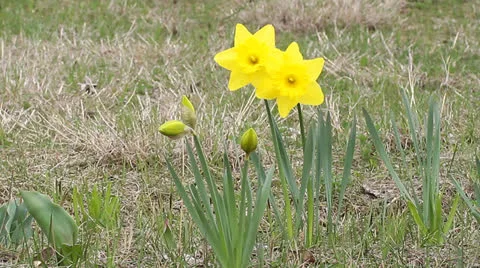 Yellow daffodils in springtime Stock Footage 22476982