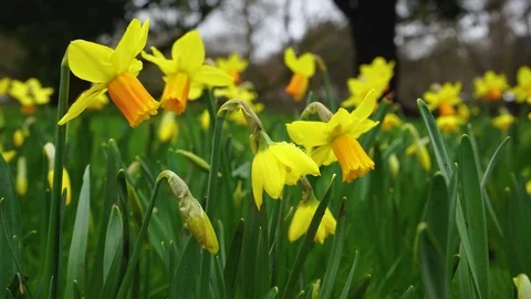 Yellow daffodils sway in the wind in spring park Stock Footage 126615605