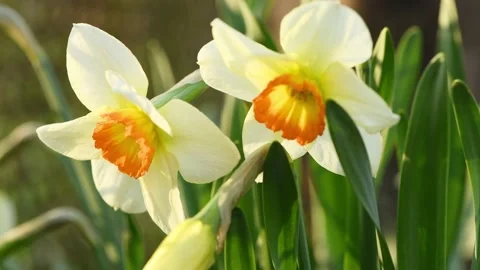 Yellow daffodils sway in the wind. Spring background for video. Stock Footage 194438197