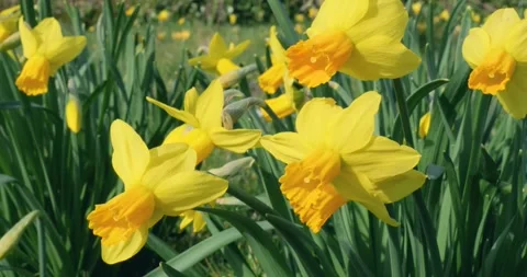 Yellow daffodils swayed in the sun. Stock Footage 306967254