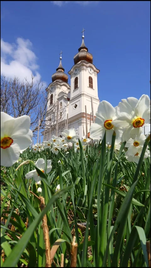 Yellow daffodils swaying in the wind in front of the historic Tihany Abbey Stock Footage 342147171