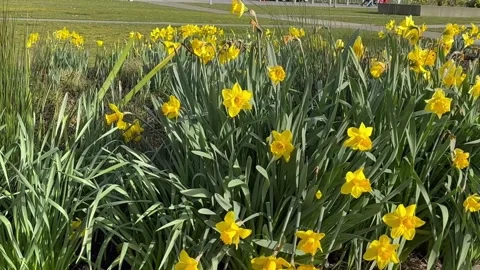 Yellow Daffodils Swaying in Wind - Spring Flower Garden 動画素材 330703468