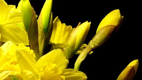 Yellow Daffodils Time-lapse Stock Footage 74231795
