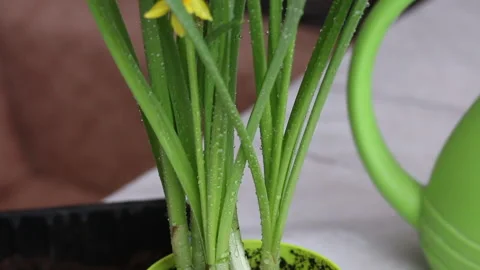Yellow daffodils transplanted into a pot. Drops of water on the leaves. Clo.. Stock Footage 238436706