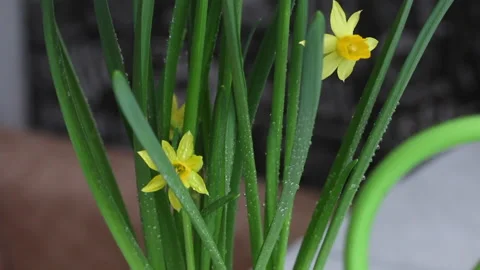 Yellow daffodils transplanted into a pot. Drops of water on the leaves. Clo.. Stock Footage 238436736