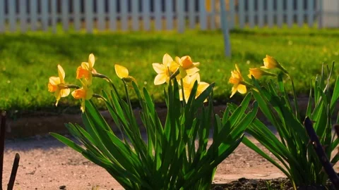 Yellow daffodils unfold in the wind at sunset Stock Footage 310765455