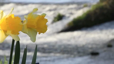 Yellow Daffodils with Waterfall in Background Stock Footage 922479