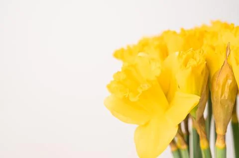 Yellow daffodils on white background. easter background with place for text Stock Photos