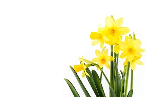 Yellow daffodils on a white background Stock Photos