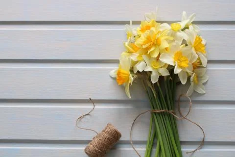 Yellow daffodils on a white background, springtime. gardening. Foto stock