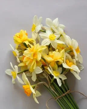 Yellow daffodils on a white background, springtime. gardening. Stock Photos