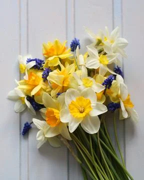 Yellow daffodils on a white background, springtime. gardening. Stock Photos
