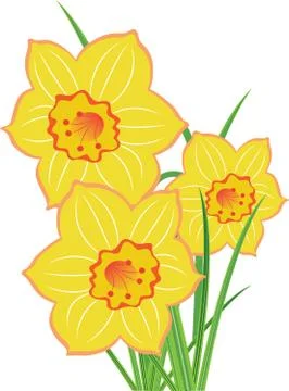 Yellow daffodils on white Stock Illustration