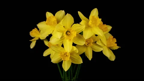 Yellow daffodils in the wind on black background 库存影片 112714734