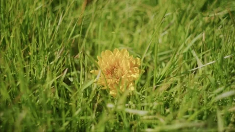 Yellow Dahlia Faces Camera In Grass Stock Footage 341651939