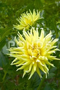 Yellow dahlia flowers Stock Photos