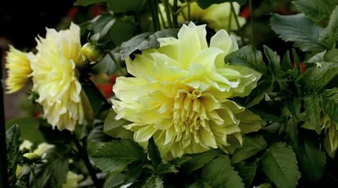 Yellow dahlia Stock Footage 10608459