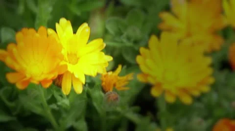Yellow daisies blooming on a nice spring morning in Seattle 스톡 동영상 10914227