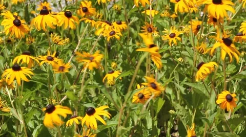 Yellow Daisies Blowing in Wind Stock Footage 52794453