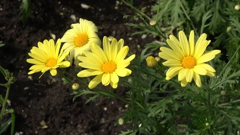 Yellow daisies blowing in wind Video stock 90397068