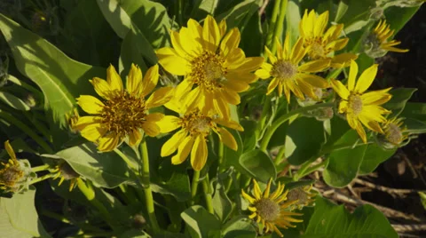 Yellow Daisies, Close-Up Stock Footage 35271898