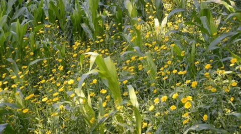 Yellow Daisies on corn field. Vídeo Stock 48940290