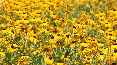 Yellow Daisies in a Field 스톡 동영상 52756403