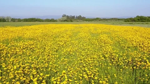 Yellow daisies field Stock Footage