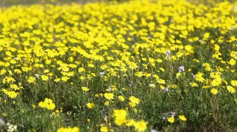 Yellow daisies 스톡 동영상 21645873
