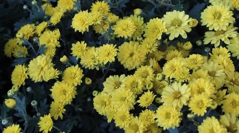 Yellow daisies Stock-Footage 42287142