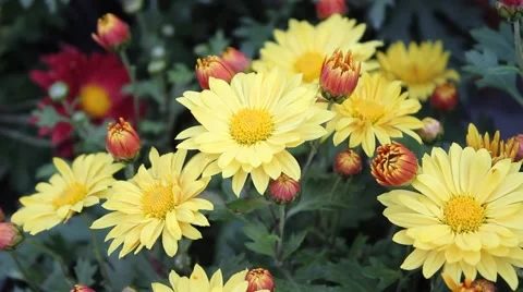 Yellow daisies Stock Footage 42364974