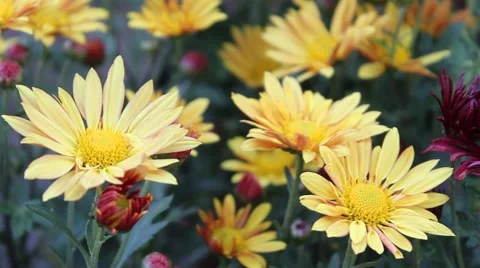 Yellow daisies Stock Footage 42408083