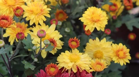 Yellow daisies Stock-Footage 42410599