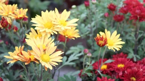Yellow daisies Stock-Footage 42440260